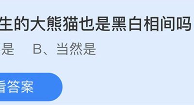 蚂蚁庄园：刚出生的大熊猫也是黑白相间吗