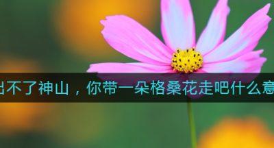 我出不了神山，你带一朵格桑花走吧什么意思